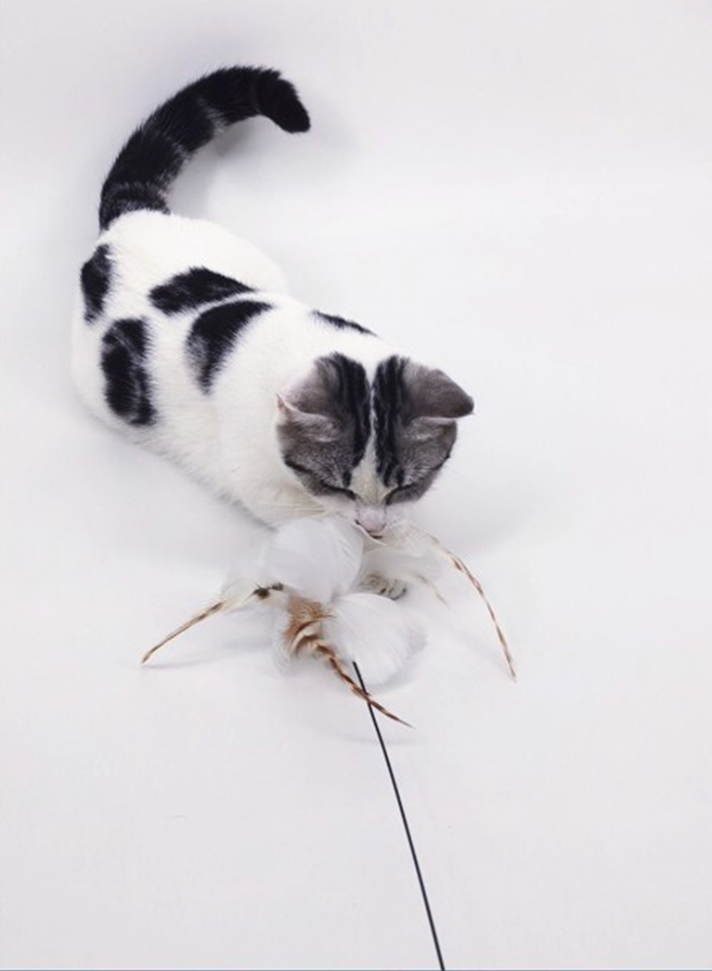 Steel Wire Rod Teasing Cat Stick Strong Suction Cup With Feather Bell Replacement Head Bite-resistant Cat Toy Self-healing Artifact